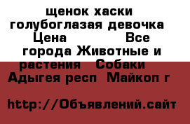 щенок хаски  голубоглазая девочка › Цена ­ 12 000 - Все города Животные и растения » Собаки   . Адыгея респ.,Майкоп г.